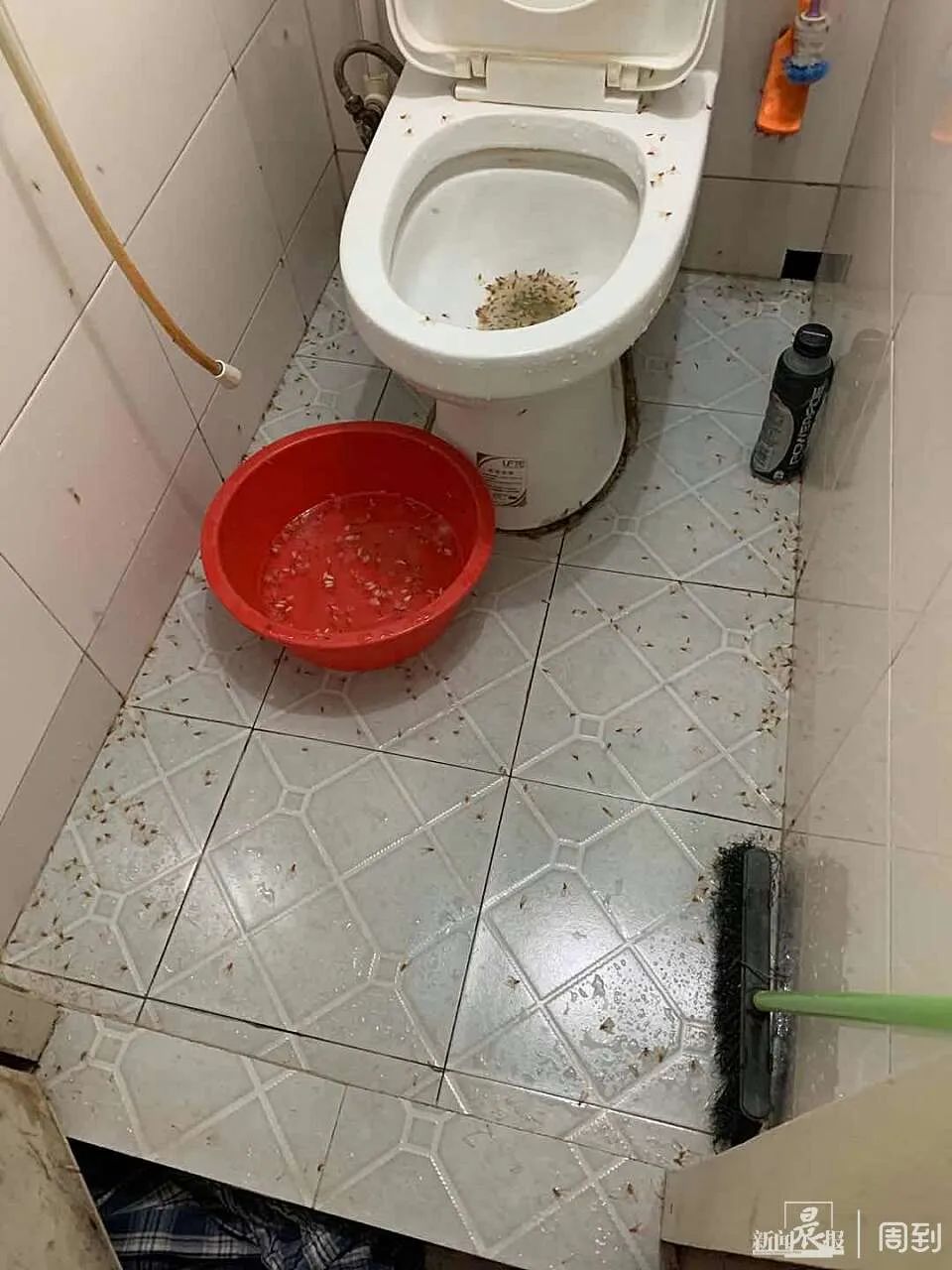 天擎殺蟲(chóng)煙劑_木地板殺蟲(chóng)劑哪個(gè)好_殺蟲(chóng)粉能不能殺蛀木蟲(chóng)