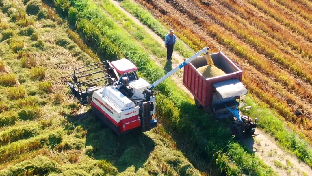 水稻社会化服务日趋完善 农业生产呈现抱团发展新模式