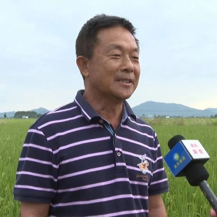 以田为布以稻为笔海丰可塘万亩油占米种植基地稻田画进入最佳观赏期