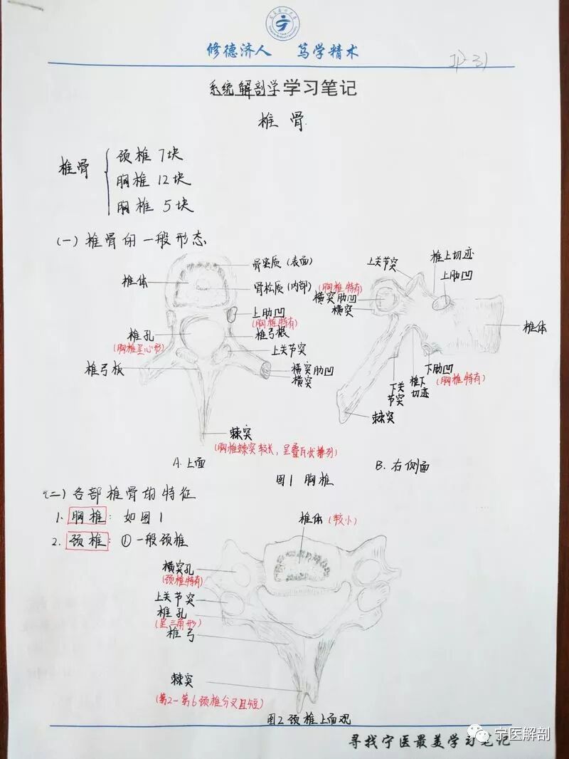 漂亮 宁医学子的解剖学习笔记 解剖学习小助手 微信公众号文章阅读 Wemp