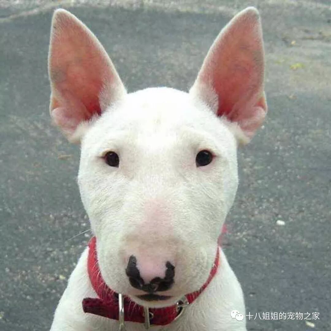 宠物百科 牛头梗犬 十八姐姐的宠物之家 微信公众号文章阅读 Wemp