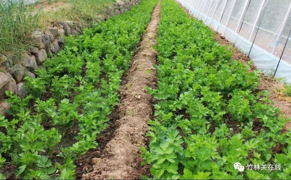 【竹林關】綠色無公害反季節蔬菜種植基地——丹鳳縣宏強農業綜合開發