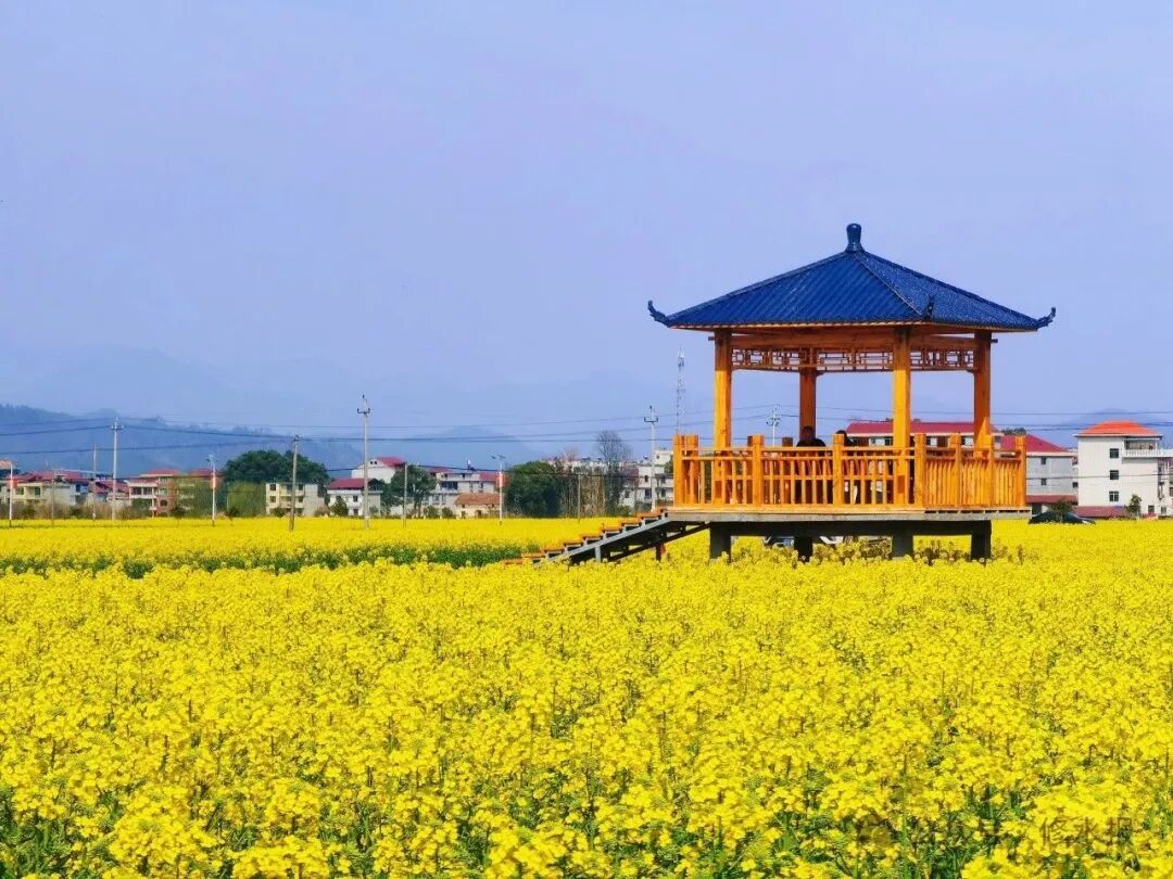 太阳升镇油菜花开春意浓万亩花海迎客来