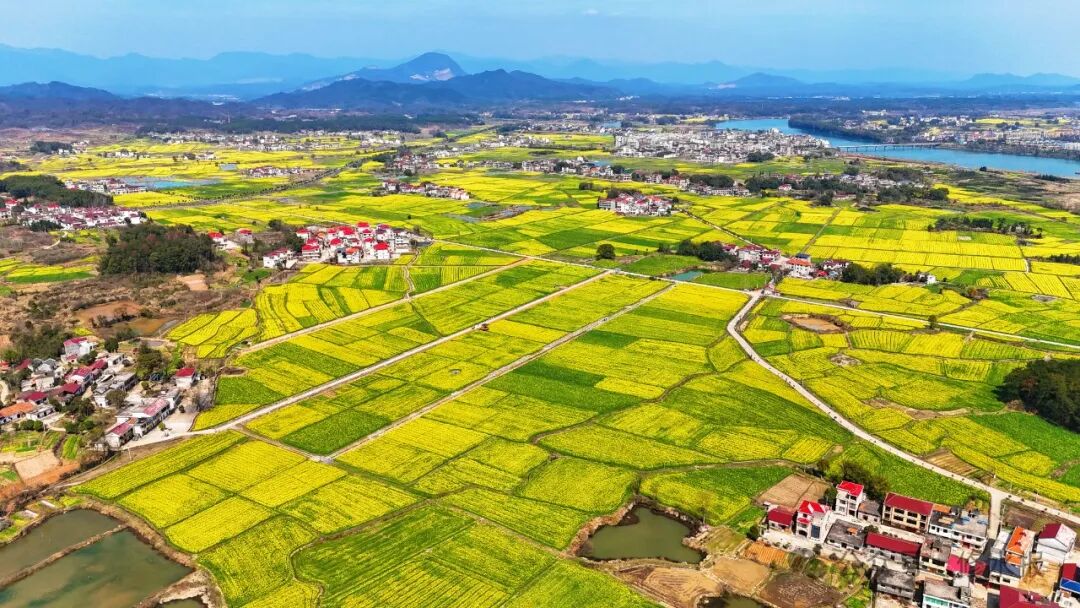 太阳升镇油菜花开春意浓万亩花海迎客来