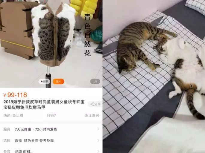 网上有人在卖猫皮草 捕获流浪猫后扒皮做猫腊肠 猫背心 貂皮大衣网