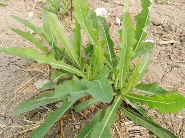 吃上了很少见的新鲜野菜—蒲公英,荠荠菜,苦苦草;亲手在不多的雨后