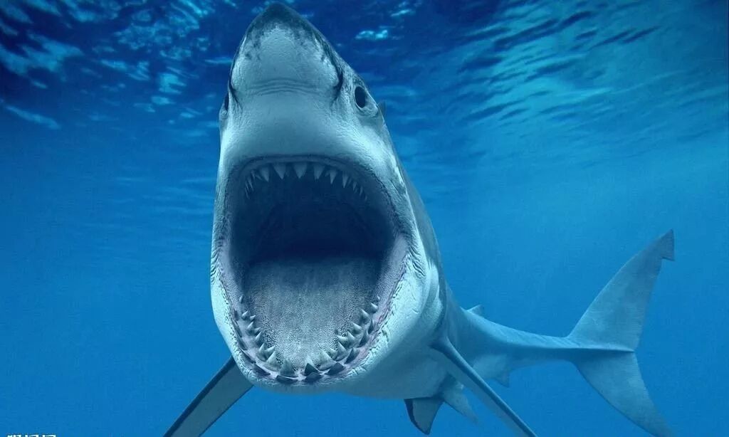 7大特征告诉你紧凶玩家也能是鱼