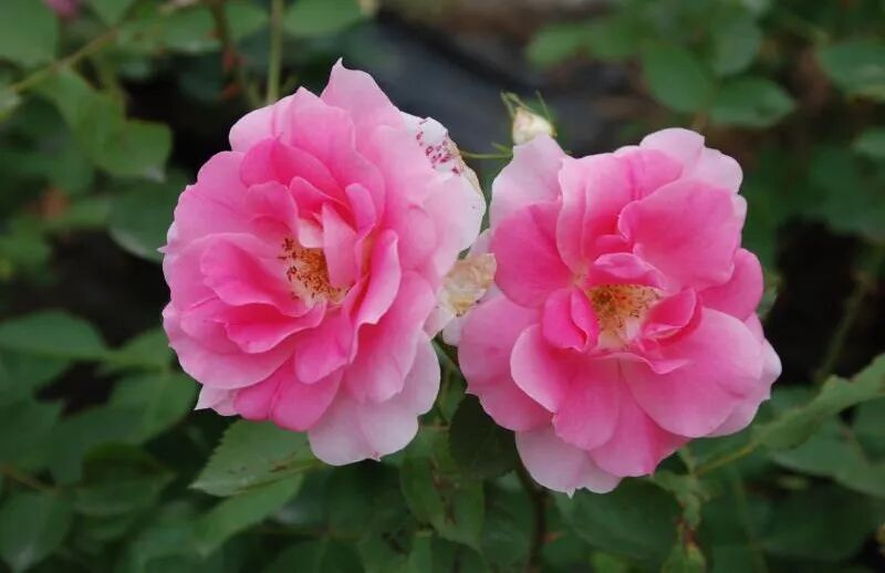 安吉拉月季_月季安吉拉的优缺点_月季安吉拉是一季花吗