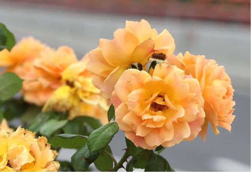 月季安吉拉的优缺点_月季安吉拉是一季花吗_安吉拉月季