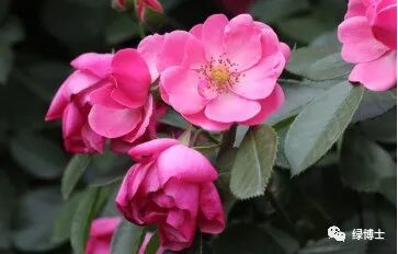 安吉拉月季_月季安吉拉的优缺点_月季安吉拉是一季花吗