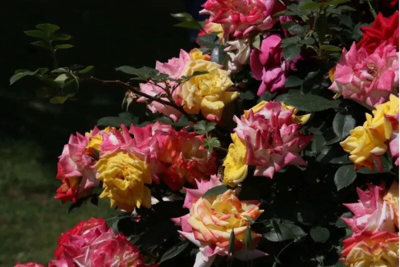 月季安吉拉是一季花吗_月季安吉拉的优缺点_安吉拉月季