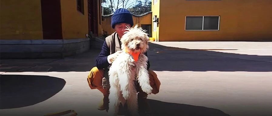 守500年古寺，27年养5000个毛孩子，这样的出家人我第一次见