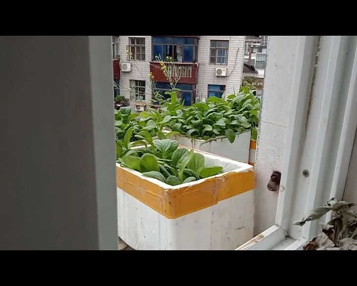 无主 花盆高空坠落 好在没有砸到人 今日生活 微信公众号文章 微小领