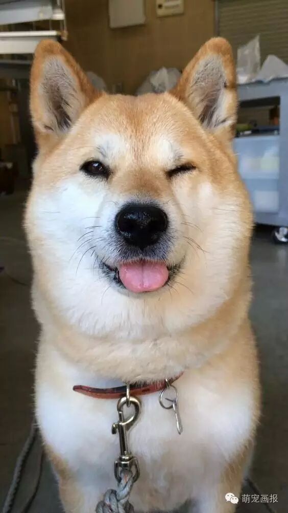 阿柴给你抛媚眼了,快接住!