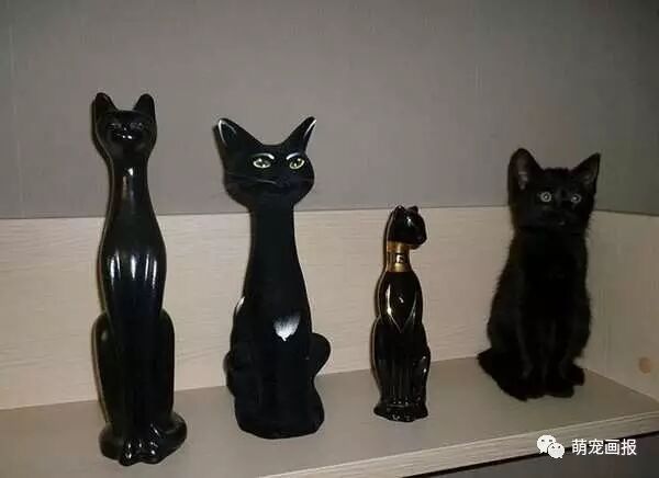 考眼力:你能找到图中隐藏的猫咪吗?