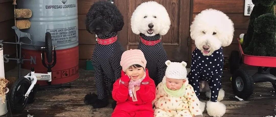 日本一妈妈怀孕，三只贵宾犬哥哥比医生还早发现“妹妹来了”，结局超暖心...
