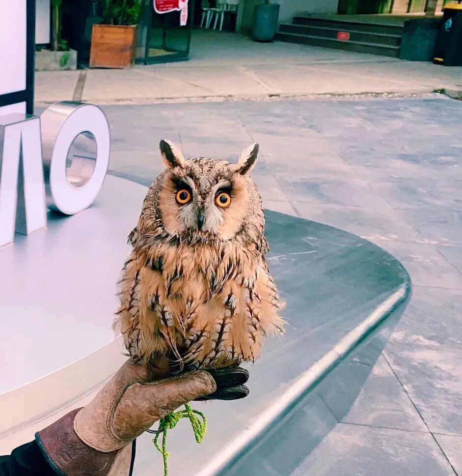 暖房子经典绘本·成长系列——白色的小猫头鹰绘本故事完整图片在线观看_狸猫故事网, image size:941x968