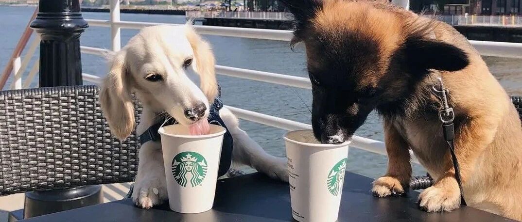 星巴克隐藏了7年的菜单曝光，90%的死忠粉都不知道：人类不许点，狗狗除外！