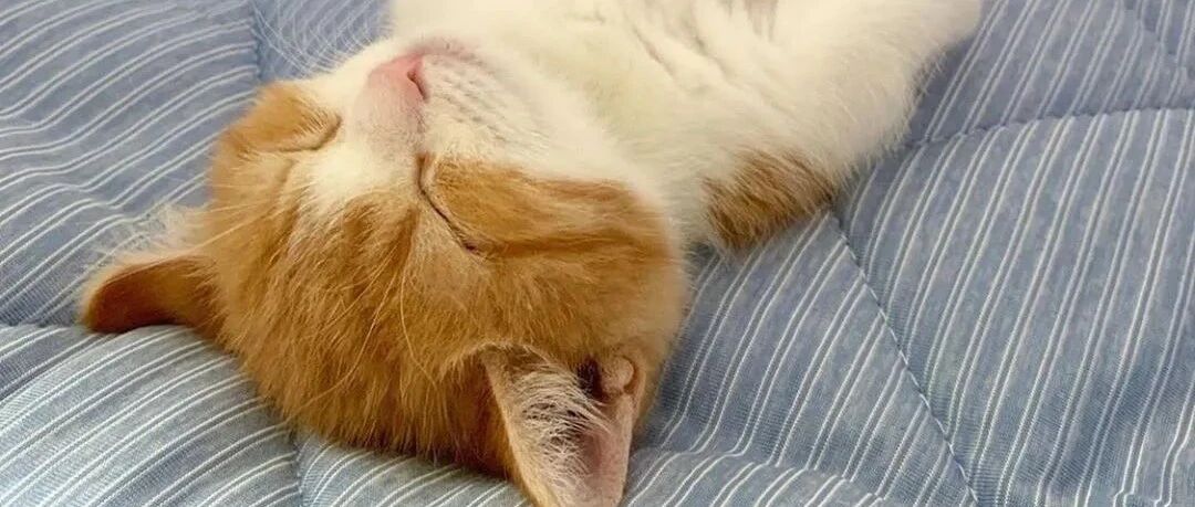 猫咪到底有多傻？60张沙雕猫咪名场面告诉你，原谅我不厚道的笑了哈哈哈哈