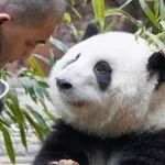熊猫公主“花花”全网爆火，日本人急疯了