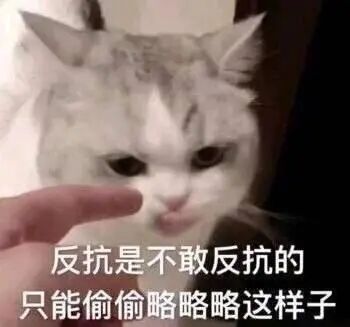 外国 名媛猫 火了 做spa 坐豪车 还抢女主人的男朋友 网友 比 顶楼 还狗血 柠檬资讯