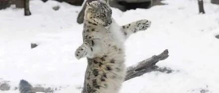 中国最穷动物园，开了13年，里面的“大猫”走丢了…