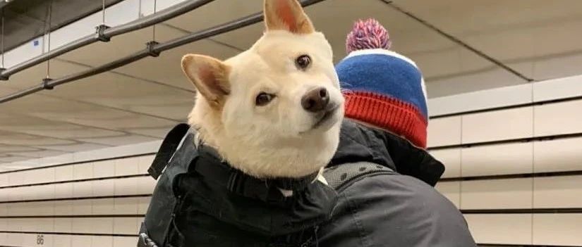 纽约地铁：禁止带狗，除非包里塞得下！于是，一道奇妙的风景线出现了...