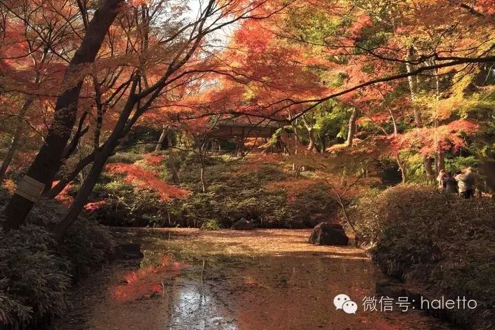 【东京旅游】秋之夜六义园「红叶和大名庭园灯光秀」