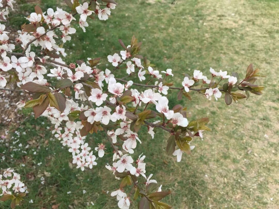 一园、一宅现春色