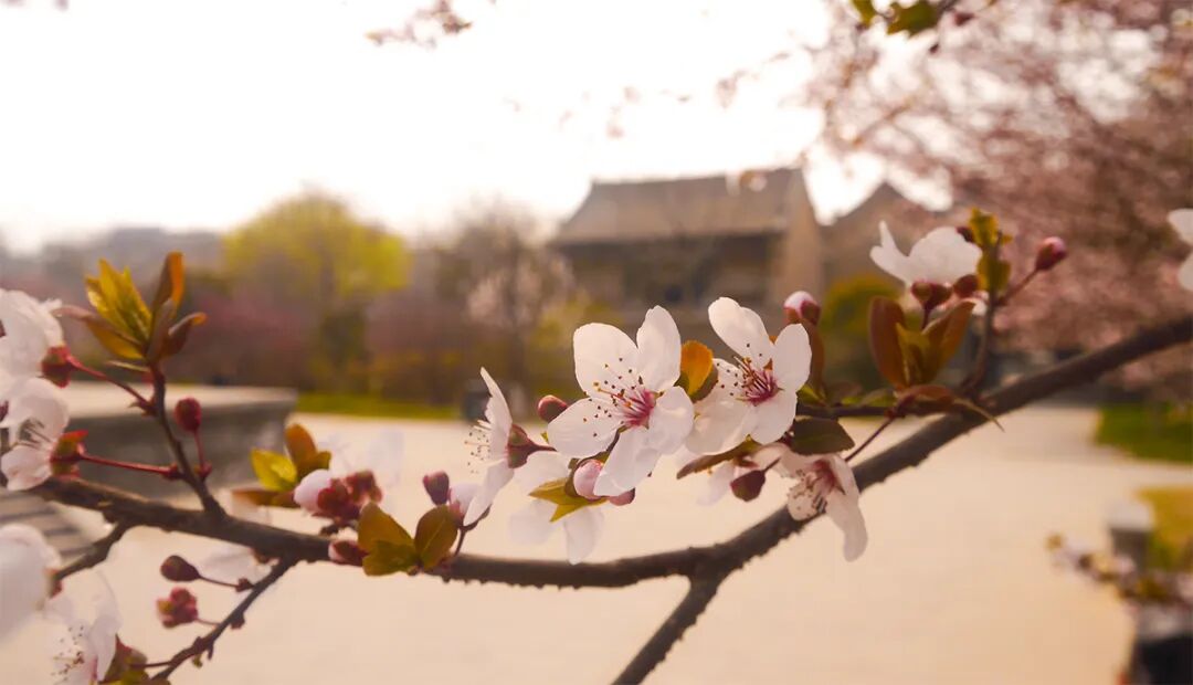 一园、一宅现春色