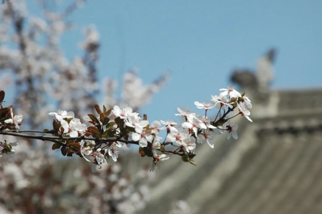 一园、一宅现春色