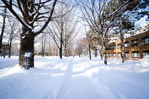 视频 北海道大学美景之冬日篇 北海新闻