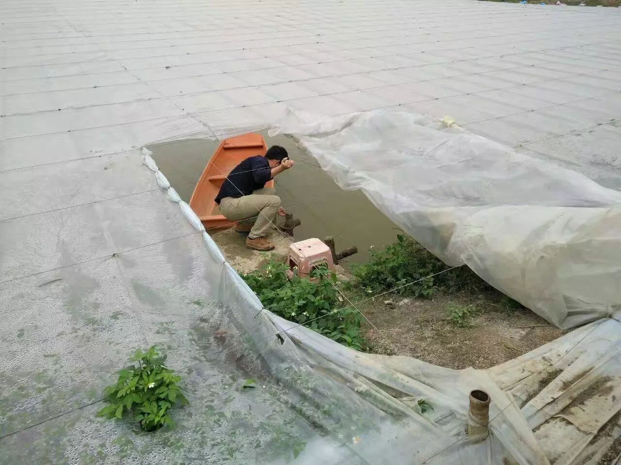 (图为笋壳鱼池塘保温大棚)