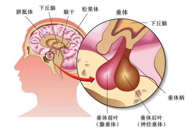 大脑脑垂体位置图片图片