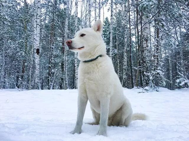 日本六大本土犬識破各自的特性輕鬆駕馭名犬 人民網日文版 微文庫