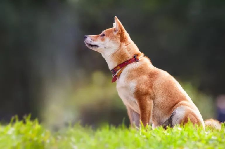 日本六大本土犬识破各自的特性轻松驾驭名犬 自由微信 Freewechat