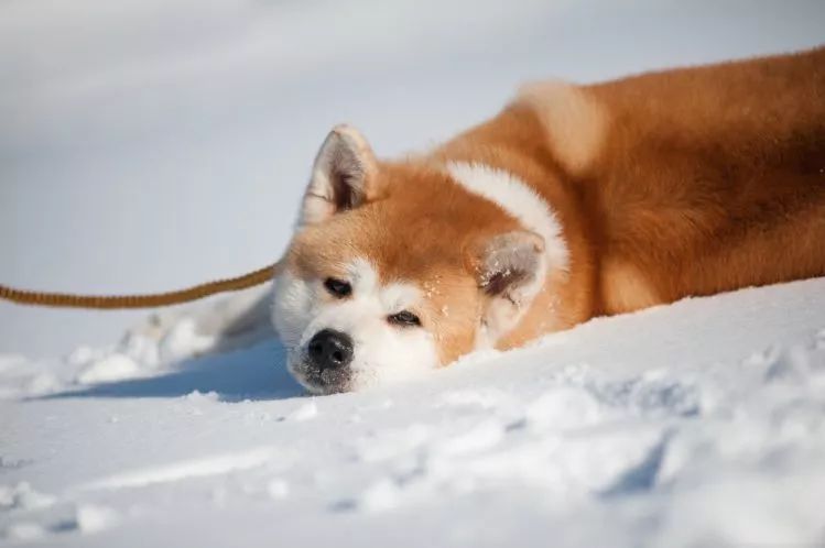 日本六大本土犬識破各自的特性輕鬆駕馭名犬 人民網日文版 微文庫