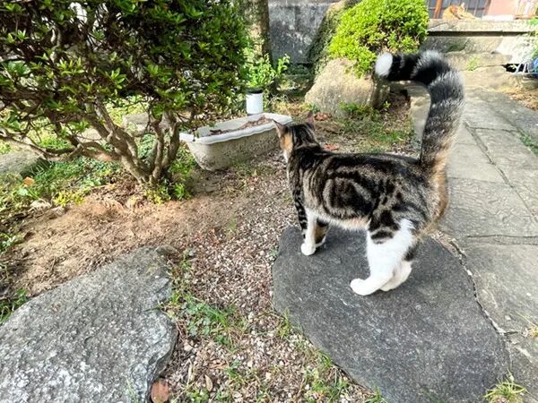 人民网日文版 自由微信 Freewechat