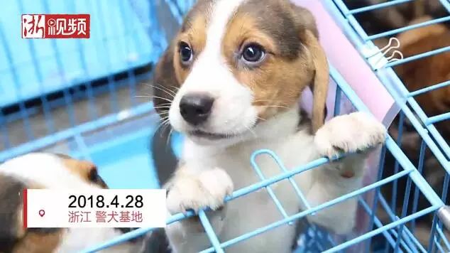 ふりがな付き 頭を撫でに行ったら公務執行妨害 警察犬を目指す可愛い子犬たち 人民網日文版 微文庫