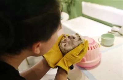 アルパカやハリネズミも 珍種ペットカフェが突然出現した背景 人民网日文版 微信公众号文章阅读 Wemp