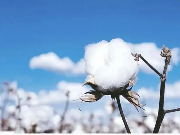 新疆産綿花について知ってほしいこと 自由微信 Freewechat