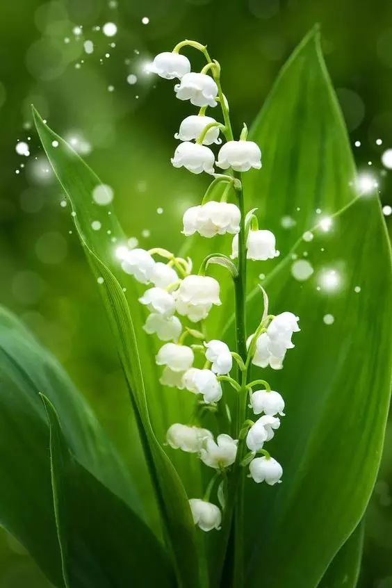 すべての花の画像 Hd限定鈴蘭種