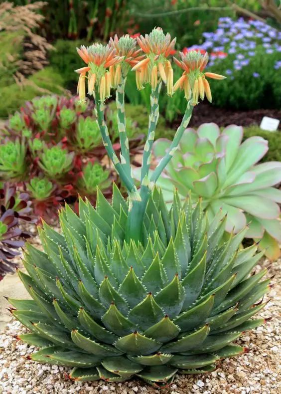 石花莲 多肉植物 给面小站 微信公众号文章阅读 Wemp