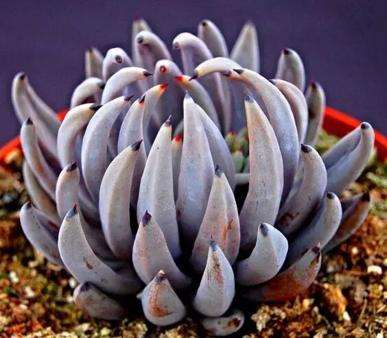 石花莲 多肉植物 给面小站 微信公众号文章阅读 Wemp