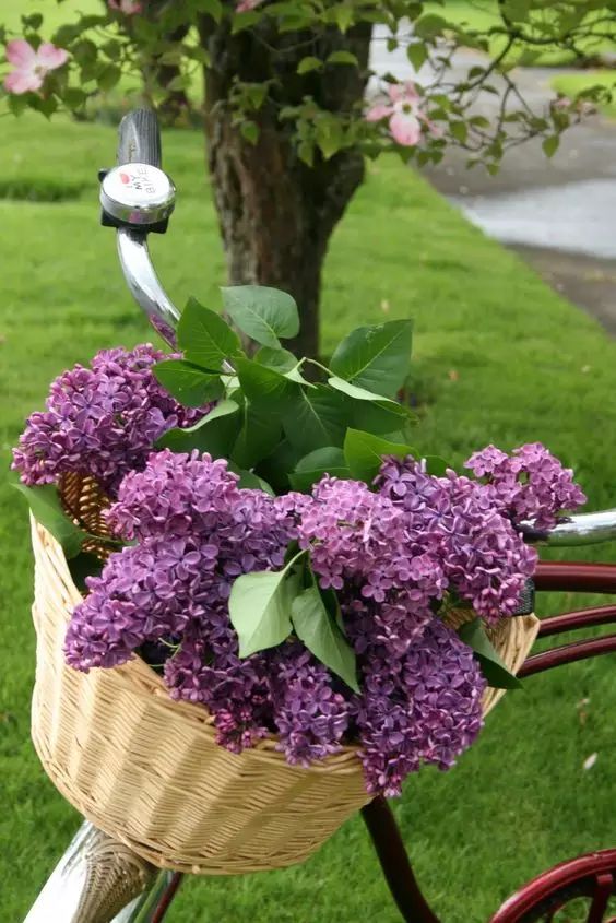 丁香花 一树的淡紫 清香宜人 美极了 阳台养花知识 微信公众号文章阅读 Wemp