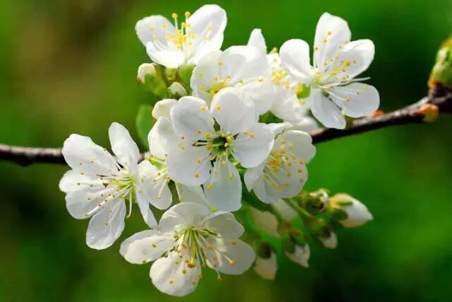 最好听的 梨花颂 配上最美梨花图 绝了 工笔画 微信公众号文章阅读 Wemp