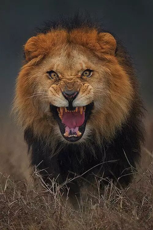 千姿百态狮照,栩栩如生(威猛)