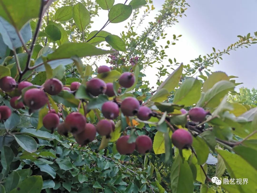 融空间 散文 静静的紫叶李 灵融文化艺术 微信公众号文章阅读 Wemp