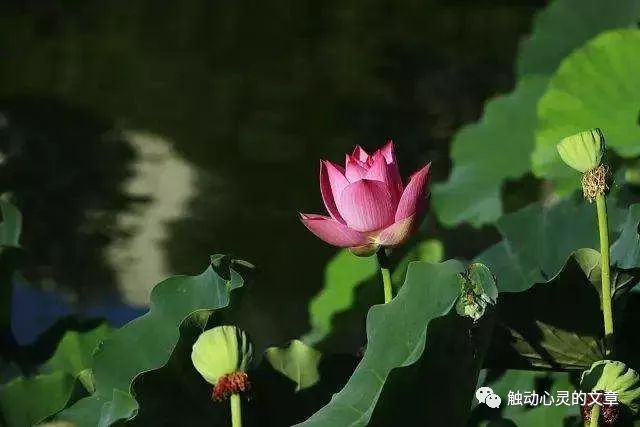 世事感悟冷暖看淡生活的句子_看淡世事冷暖是什么意思_生活感悟看淡世事冷暖