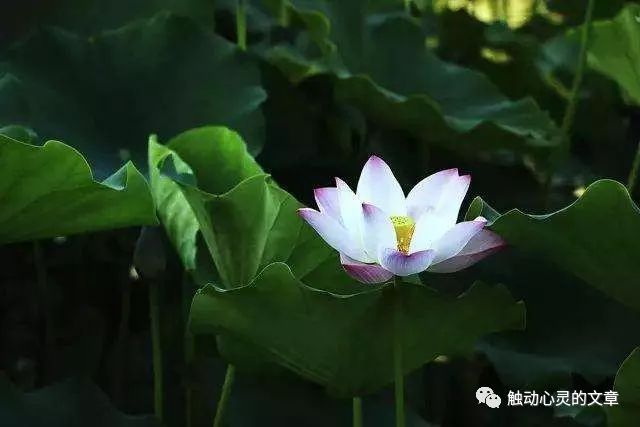 看淡世事冷暖是什么意思_世事感悟冷暖看淡生活的句子_生活感悟看淡世事冷暖